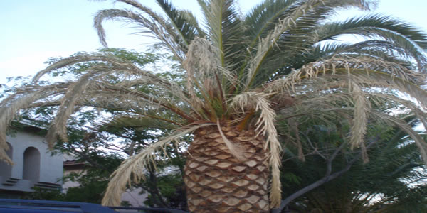 Palm Wilt Disease